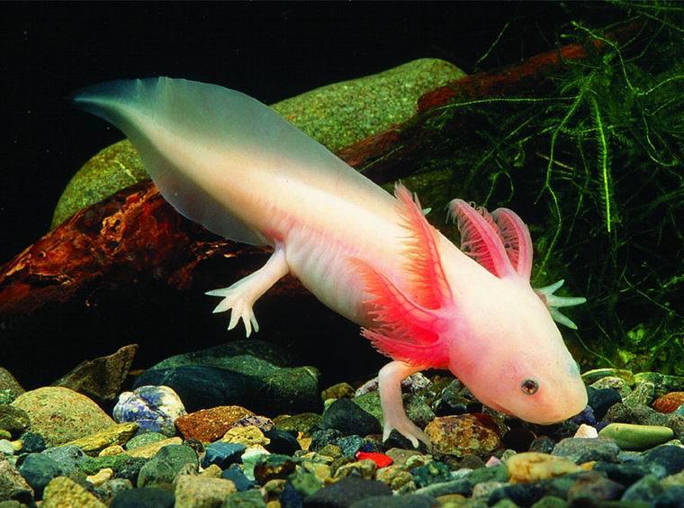 axolotl-mexican-walking-fish-101