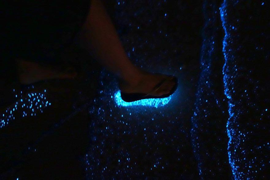 bioluminescent-phytoplankton-glowing-organism-will-ho-3