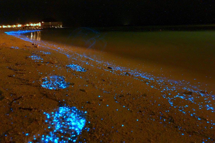 bioluminescent-phytoplankton-glowing-organism-will-ho-6