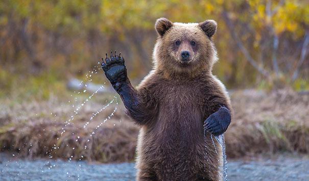 funny-bears-doing-human-things-1