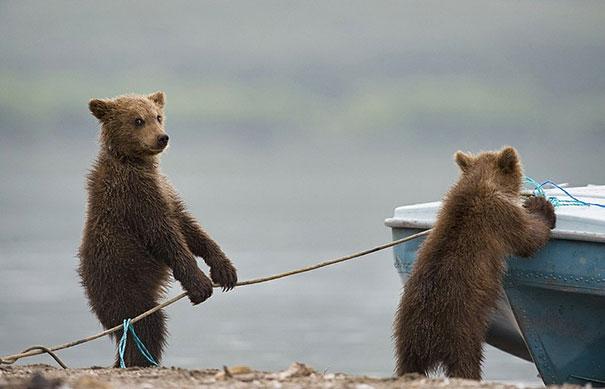 funny-bears-doing-human-things-6