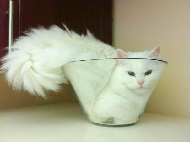 funny-liquid-cats-2