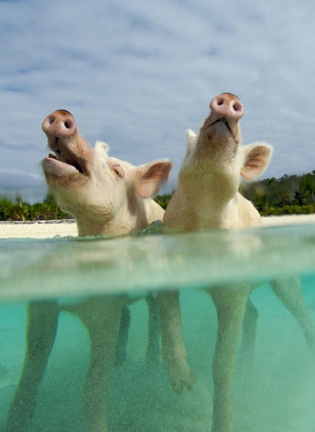 pig-island-bahamas