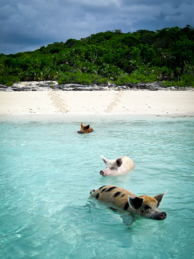 pig-island-bahamas1-5