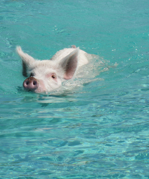 pig-island-bahamas2