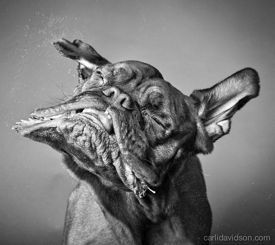 shake-dog-photography-carli-davidson-12