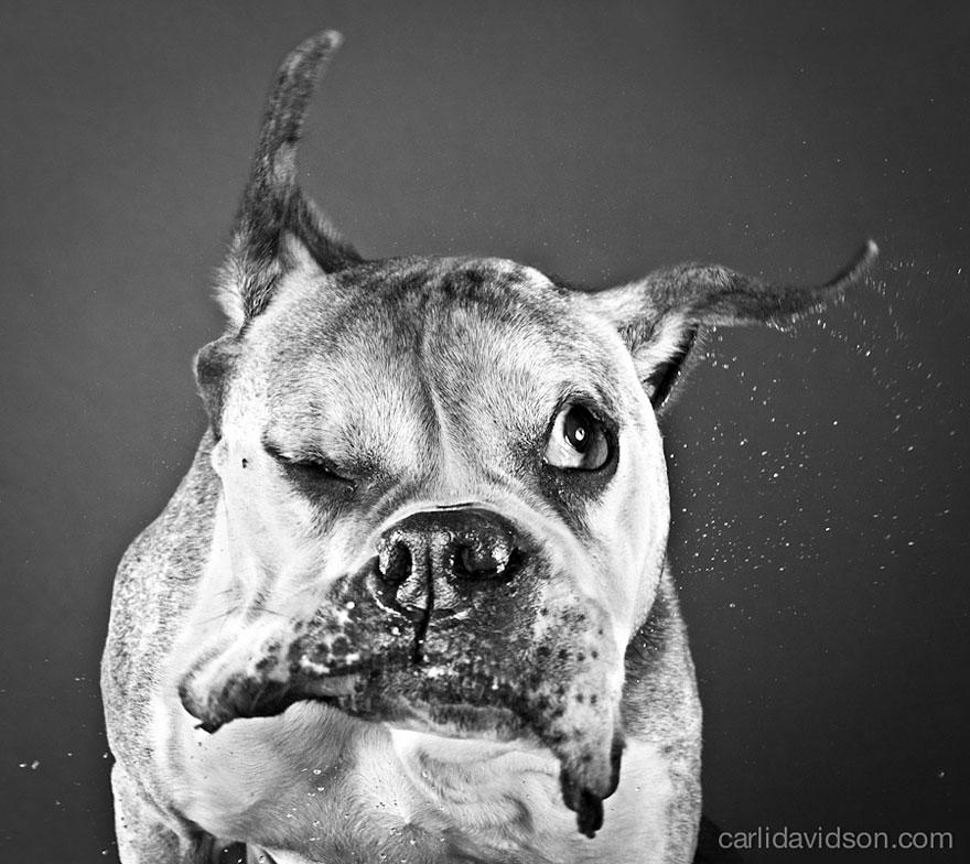 shake-dog-photography-carli-davidson-16