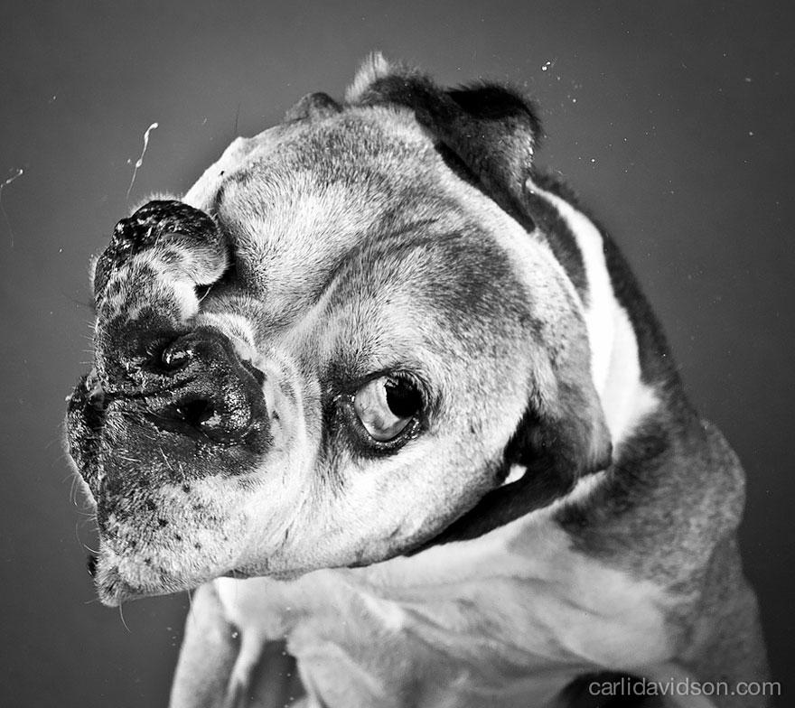 shake-dog-photography-carli-davidson-17