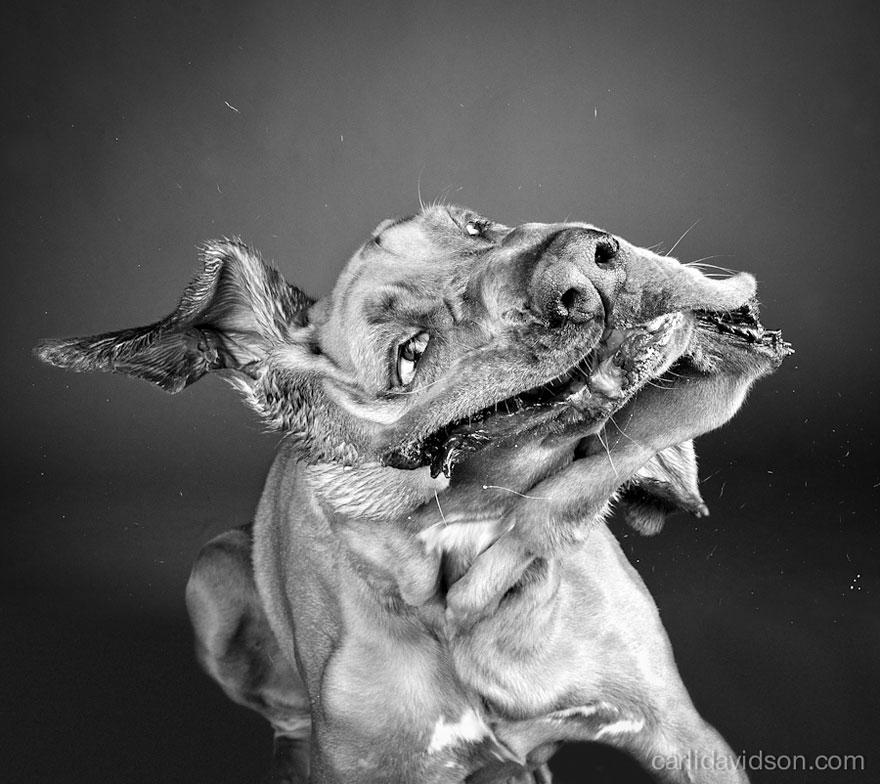 shake-dog-photography-carli-davidson-18
