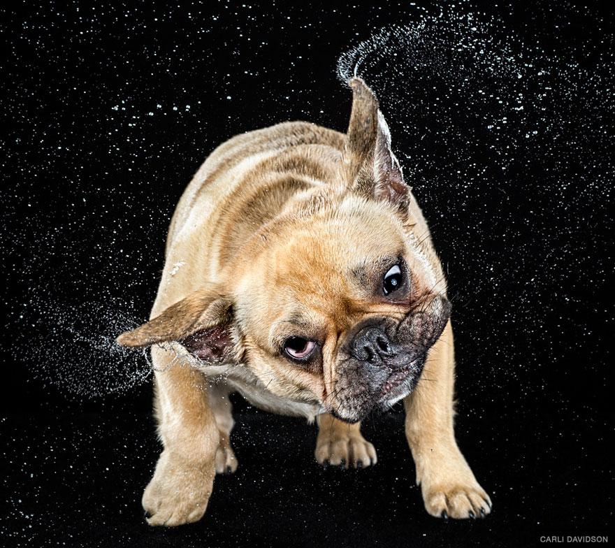 shake-dog-photography-carli-davidson-9