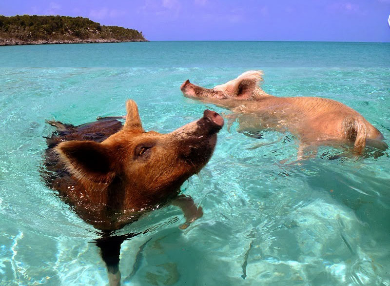 swimming_pigs_01