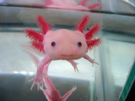 Axolotl-mexican-04
