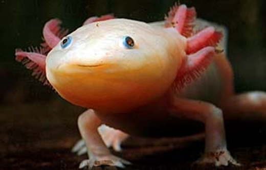 axolotl-mexican-walking-fish-06