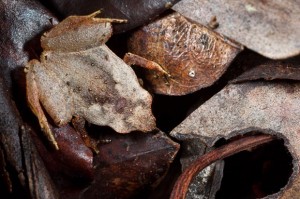 camouflage-frog-3_1808441i