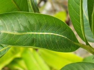 caterpillar-camouflage