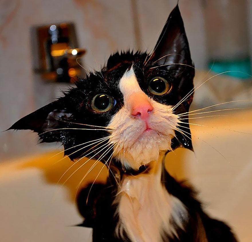 funny-wet-cats-1