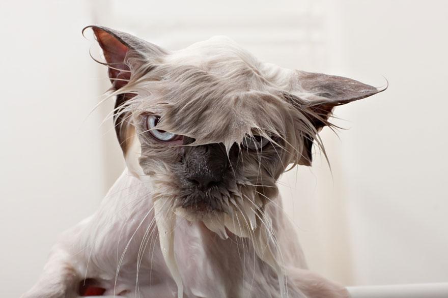 funny-wet-cats-2