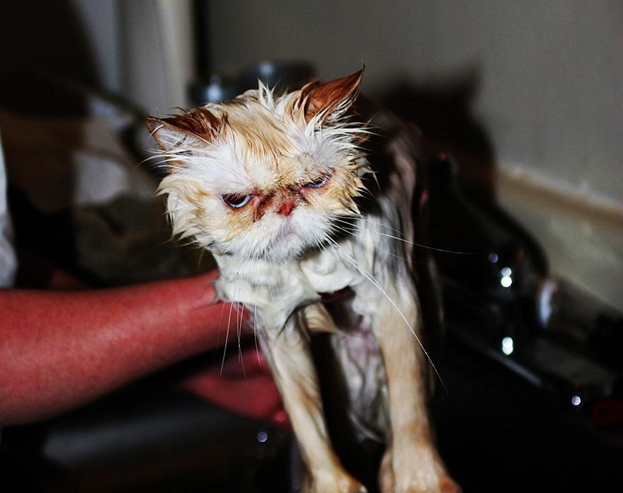 funny-wet-cats-23