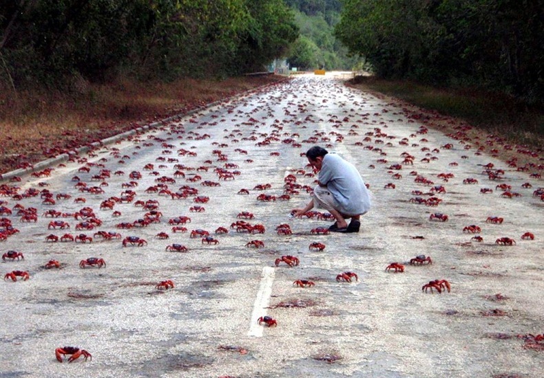 The Amazing Christmas Island red crabs - Boring Duckling