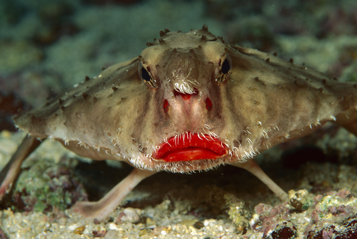 red-lipped-batfish-facts-for-kids