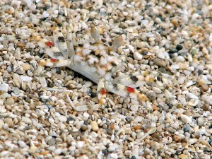 sand-crab