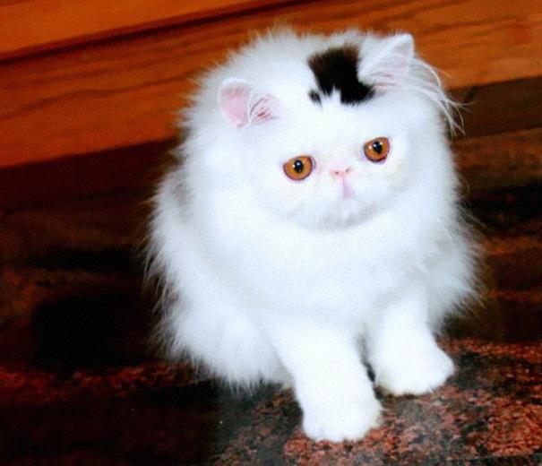 8 Famous Cats For Their Funny And Weird Fur Markings - Boring Duckling